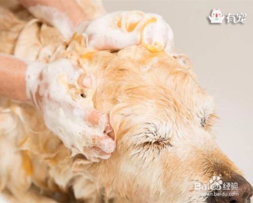 狗狗洗澡的正确步骤