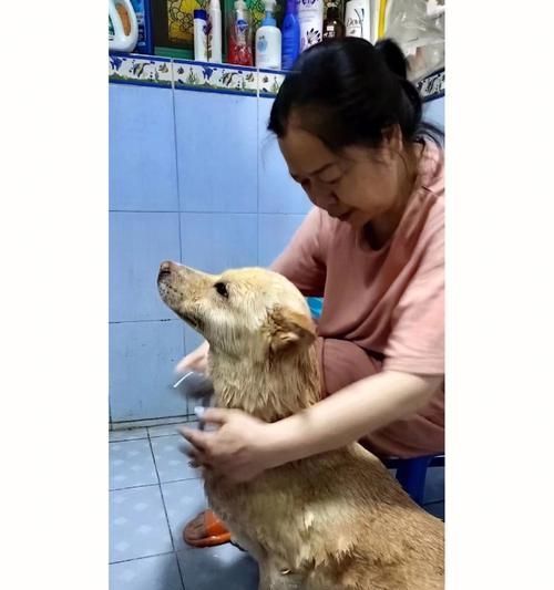 可以用洗头膏给宠物狗洗澡吗？（宠物洗护的正确方法和注意事项）