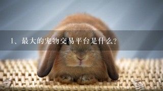 最大的宠物交易平台是什么？