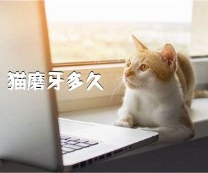 猫磨牙多久