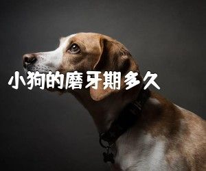 小狗的磨牙期多久