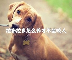 拉布拉多怎么养才不会咬人
