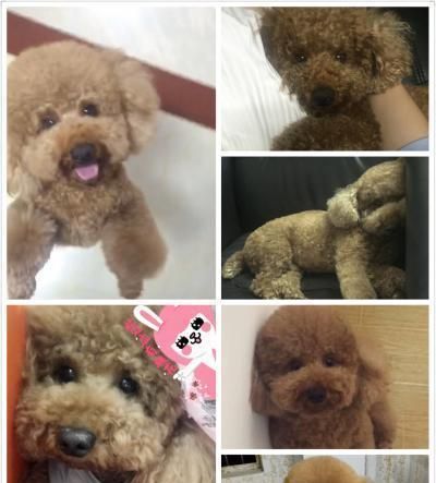 为什么你的公泰迪不会配（一场关于宠物配对的思考与实践）
