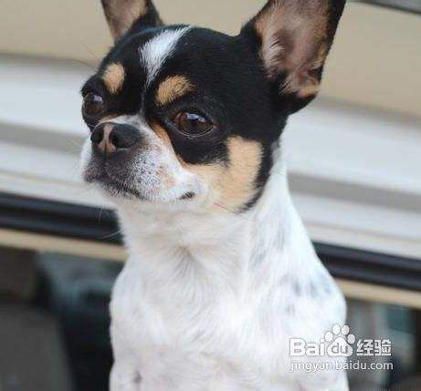 让幼犬养成好习惯