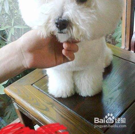 让幼犬养成好习惯