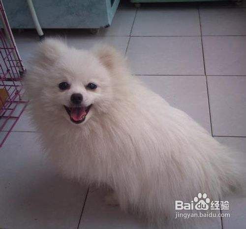 让幼犬养成好习惯