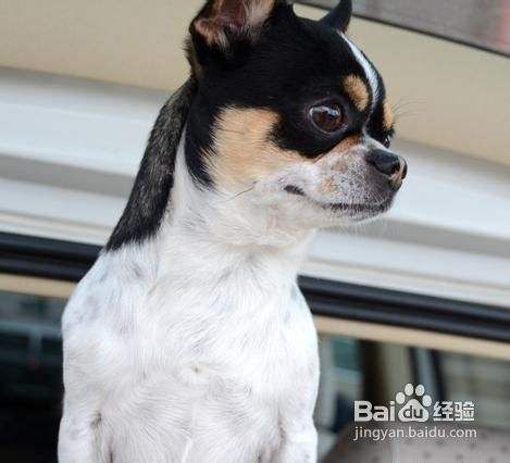 让幼犬养成好习惯
