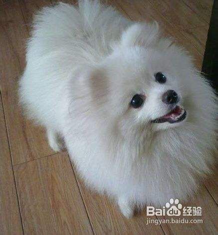 让幼犬养成好习惯