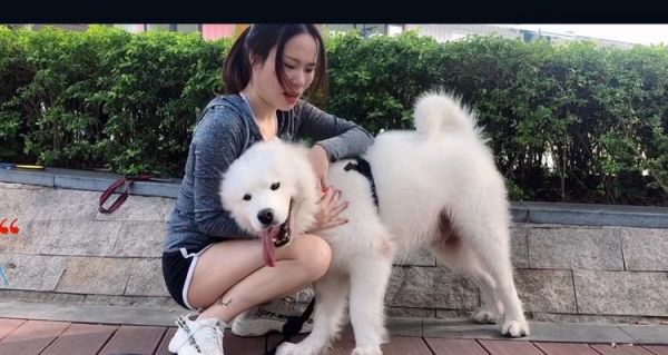 如何训练狗狗不再捡东西吃？（以正面强化方式训练，让宠物健康成长）