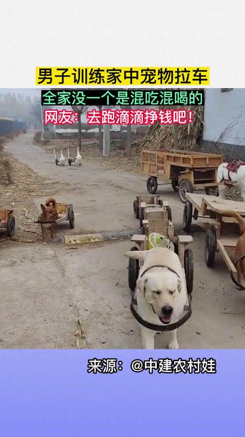 男子训练家中宠物拉车,全家没一个混吃混喝的……