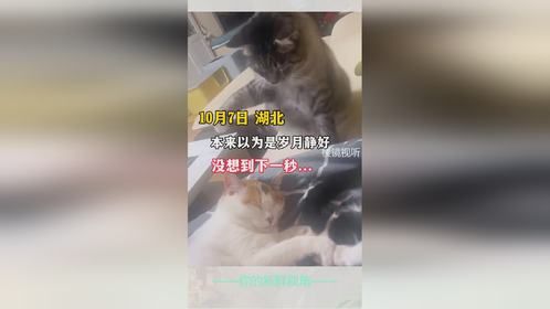 本来以为是岁月静好 没想到下一秒...