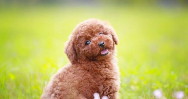 如何进行幼犬的日常护理（养成健康习惯，让宠物更快乐）