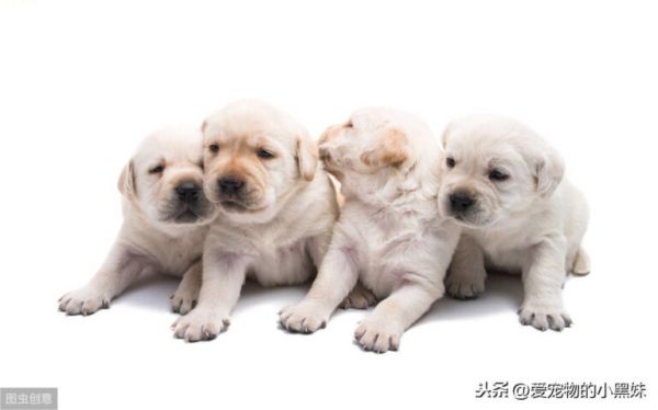 新生幼犬如何进行护理？请看下文