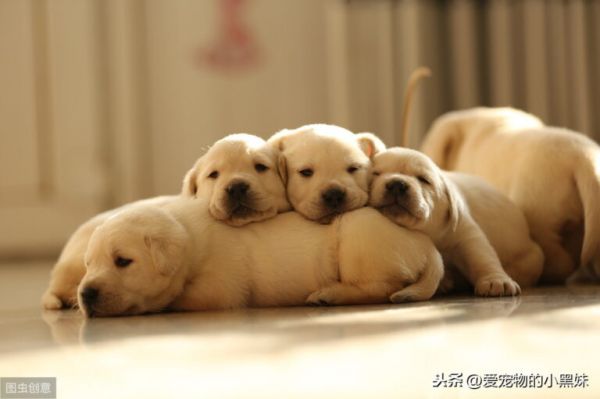 新生幼犬如何进行护理？请看下文