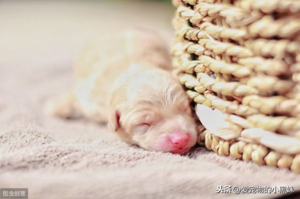 新生幼犬如何进行护理？请看下文