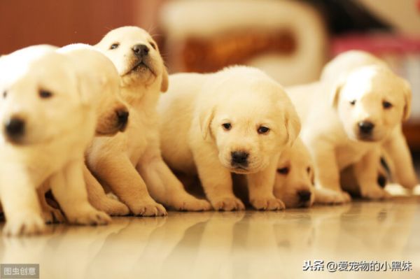 新生幼犬如何进行护理？请看下文