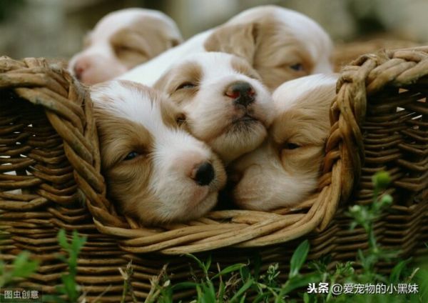 新生幼犬如何进行护理？请看下文