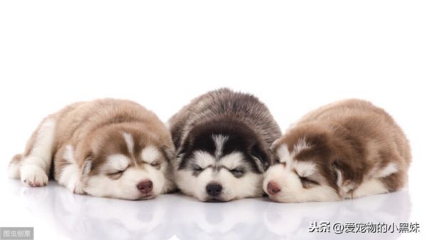 新生幼犬如何进行护理？请看下文
