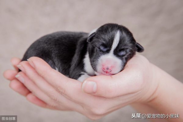 新生幼犬如何进行护理？请看下文