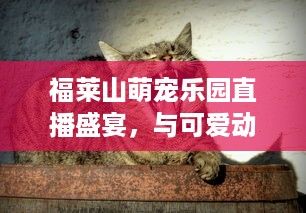 福莱山萌宠乐园直播盛宴，与可爱动物亲密互动的梦幻之旅