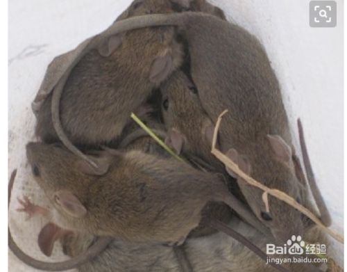 田鼠捕捉方法