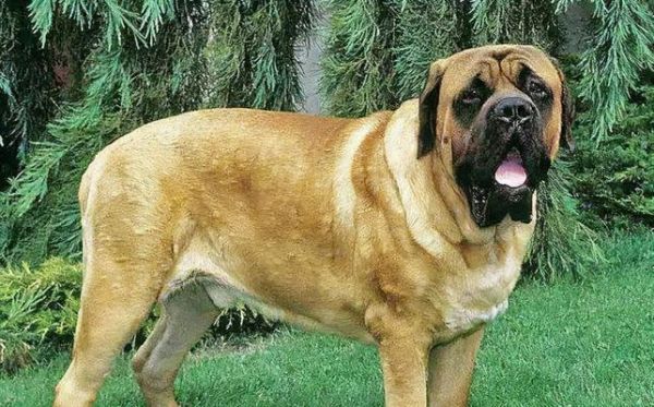 探寻大型犬品种（从性格到养护一一全方位解析大型犬）