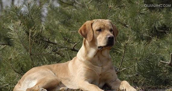 探寻大型犬品种（从性格到养护一一全方位解析大型犬）