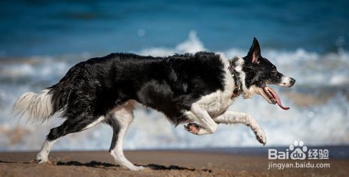 跑步者的最佳犬种