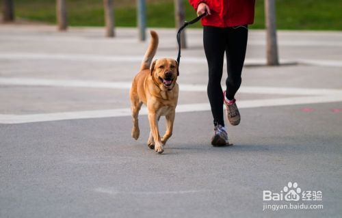 跑步者的最佳犬种