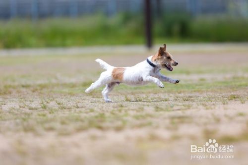 跑步者的最佳犬种