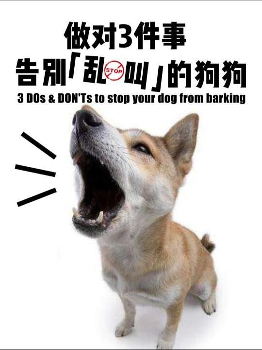教你5招!轻松纠正狗狗乱吠行为,维护家庭和睦