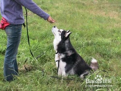 该怎么调教宠物狗