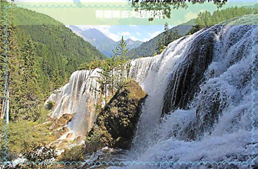 带猫咪去大理旅游