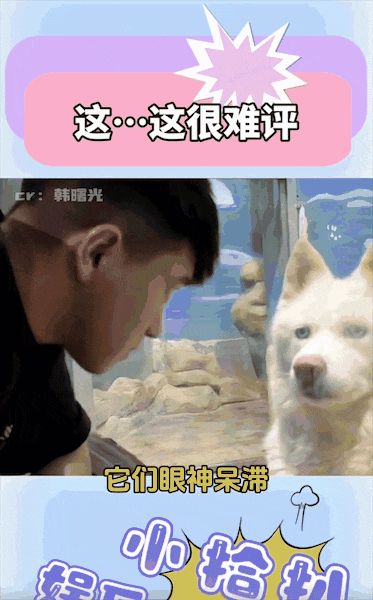 金毛在直播间里扮演非洲狮子,不到 5 分钟就睡着了,网友:原来狗子上班也有班味……