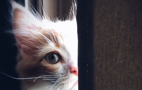 猫过敏症状有哪些