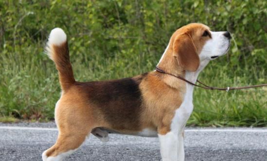 如何鉴别比格犬——让您成为专业宠物鉴定师（一份详尽的比格犬鉴别指南，从毛发到品种，不错过任何细节）