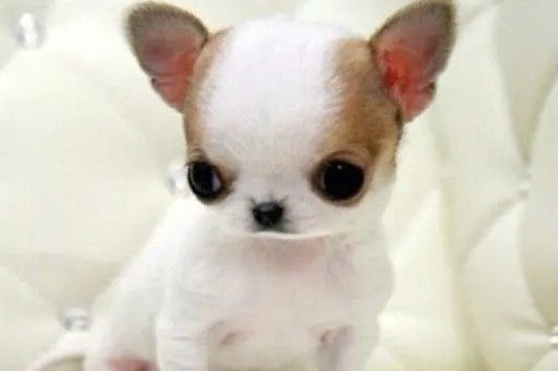 西高地犬性格特征(犬系性格什么意思)
