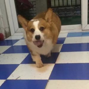 中型犬洗澡（20斤以下）