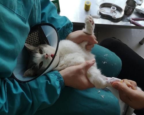 宠物小猫应激发烧怎么办？（应激导致小猫体温升高，如何帮助它缓解？）