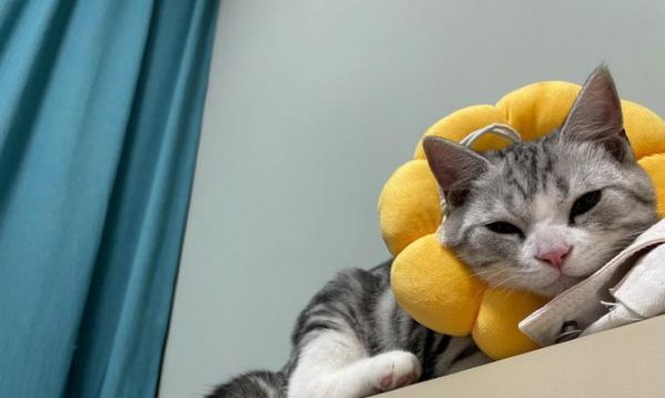 宠物小猫应激发烧怎么办？（应激导致小猫体温升高，如何帮助它缓解？）