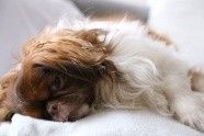 与狗狗互动交流感情的技巧 互动训练因犬制宜