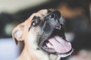 与狗狗互动交流感情的技巧 互动训练因犬制宜
