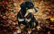 与狗狗互动交流感情的技巧 互动训练因犬制宜
