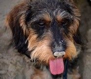 与狗狗互动交流感情的技巧 互动训练因犬制宜