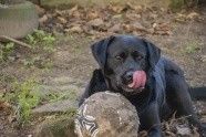 与狗狗互动交流感情的技巧 互动训练因犬制宜
