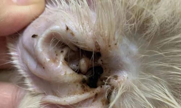猫咪耳朵清理全攻略（掌握正确清理方法，宠物健康更有保障）