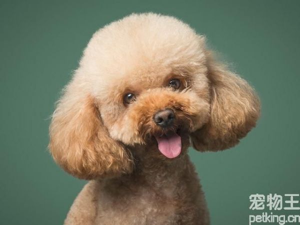 泰迪耳朵清理和预防