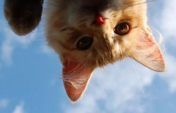 猫咪耳朵的秘密：看猫的耳朵，就知道它的意思 