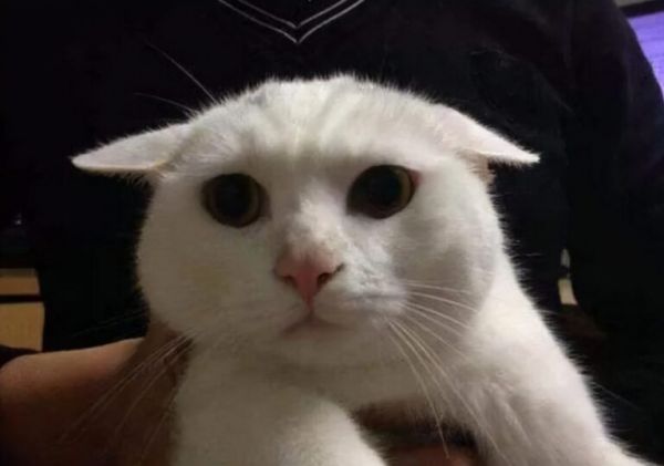 猫咪耳朵的秘密：看猫的耳朵，就知道它的意思 
