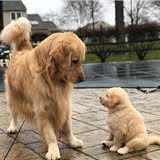 1-6月龄的幼犬该怎么喂?这些问题主人要注意
